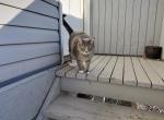 Moses - Domestic Cat For Adoption - Northglenn&comma; CO&comma; US