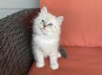 Eclipse - Siberian Kitten For Sale - 