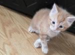 No name - Domestic Kitten For Sale - 