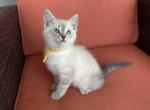 Lotus - Siberian Kitten For Sale - 