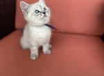 Orion - Siberian Kitten For Sale - 