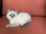 Hercules - Siberian Kitten For Sale - Toms Brook&comma; VA&comma; US
