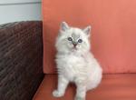 Nova - Siberian Kitten For Sale - Toms Brook&comma; VA&comma; US