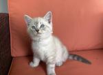 Twilight - Siberian Kitten For Sale - Toms Brook&comma; VA&comma; US