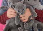 Russian Blue kittens - Russian Blue Kitten For Sale - Fort Pierce&comma; FL&comma; US