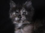 LJ - Maine Coon Kitten For Sale - Braham&comma; MN&comma; US