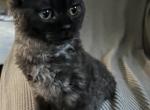 Juju Bear - Manx Kitten For Sale - West Branch&comma; MI&comma; US