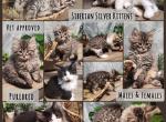 Siberian Silver Female - Siberian Kitten For Sale - Eagan&comma; MN&comma; US