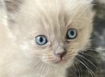 Theo - Ragdoll Kitten For Sale - Scottsdale&comma; AZ&comma; US