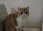 Exotic Shorthair Red White Female Adoption - Exotic Cat For Sale/Retired Breeding - Stroudsburg&comma; PA&comma; US