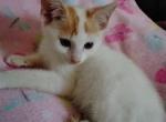Butterscotch - Domestic Kitten For Sale - Lancaster&comma; PA&comma; US