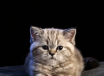 Mazie kittens - Scottish Straight Kitten For Sale - Boca Raton&comma; FL&comma; US