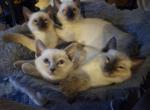 Purebred Siamese Kittens - Siamese Kitten For Sale - Charlotte&comma; NC&comma; US