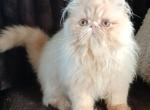 ADORABLE SWEET CREAM exotic longhair boy - Exotic Kitten For Sale - PA&comma; US