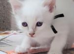 Balinese Boy Black collar - Balinese Kitten For Sale - Wayland&comma; MA&comma; US
