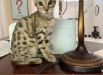Ms Orange REDUCED - Savannah Kitten For Sale - Sarasota&comma; FL&comma; US