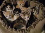 Half Siamese kittens - Siamese Kitten For Sale - Charlotte&comma; NC&comma; US