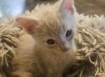 Baby and Jerry - American Shorthair Kitten For Adoption - Georgetown&comma; TN&comma; US