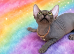 Sofia - Sphynx Kitten For Sale - Wellesley&comma; MA&comma; US