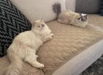 Sundae 1 - Ragdoll Kitten For Sale - Virginia Bch&comma; VA&comma; US