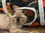 Seal Mink Mitted 5 - Ragdoll Kitten For Sale - Amarillo&comma; TX&comma; US