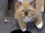 Seal Mink Mitted 4 - Ragdoll Kitten For Sale - Amarillo&comma; TX&comma; US