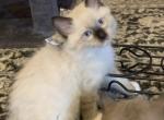 Seal Point Mitted 1 - Ragdoll Kitten For Sale - Amarillo&comma; TX&comma; US
