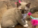 Seal Mink Female mitted 1 - Ragdoll Kitten For Sale - Amarillo&comma; TX&comma; US