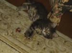 Gia - Maine Coon Kitten For Sale - 