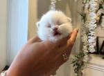 Snow white - Brazilian Shorthair Kitten For Sale - Spring&comma; TX&comma; US