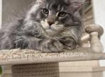 Blue Silver Classic Tabby Maine Coon Boy - Maine Coon Kitten For Sale - NY&comma; US