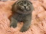 Potapuf - Scottish Fold Kitten For Sale - Los Angeles&comma; CA&comma; US