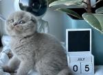Lory1 - Scottish Fold Kitten For Sale - Los Angeles&comma; CA&comma; US