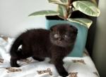 Nana - Scottish Fold Kitten For Sale - Los Angeles&comma; CA&comma; US