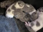 Blue White Bicolor Persian Kittens - Persian Kitten For Sale - Dearborn&comma; MI&comma; US