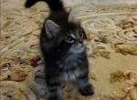 Gia - Maine Coon Kitten For Sale - Dayton&comma; OH&comma; US