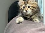 Mochi - Siberian Kitten For Sale - Lynnfield&comma; MA&comma; US