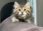 Mochi - Siberian Kitten For Sale - Lynnfield&comma; MA&comma; US