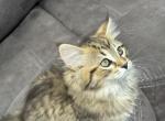 Dumpling - Siberian Kitten For Sale - 