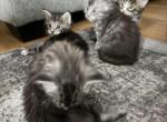 Bonny - Maine Coon Kitten For Sale - Jacksonville&comma; FL&comma; US
