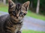 Tauny - Domestic Kitten For Sale - 