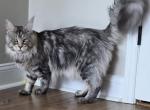 Ivar - Maine Coon Cat For Sale/Retired Breeding - Clayton&comma; NC&comma; US