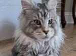 Ivar - Maine Coon Cat For Sale/Retired Breeding - Clayton&comma; NC&comma; US