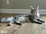 Ivar - Maine Coon Cat For Sale/Retired Breeding - Clayton&comma; NC&comma; US