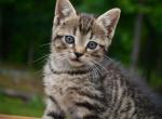 Miss Tessie - Domestic Kitten For Sale - Winchester&comma; VA&comma; US