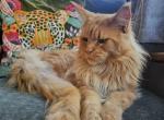 Sax - Maine Coon Kitten For Adoption - Amma&comma; WV&comma; US