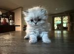 Kingston - Persian Kitten For Sale - Spruce Pine&comma; NC&comma; US