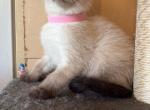 Layla - Siamese Cat For Sale - Conger&comma; IA&comma; US