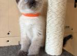 Samy - Siamese Cat For Sale - Conger&comma; IA&comma; US