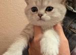 June - Scottish Straight Kitten For Sale - Commerce City&comma; CO&comma; US